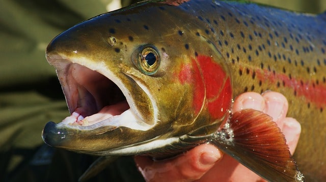 Qué es la trucha Steelhead?